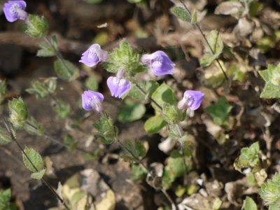 Hygrophila serpyllum, photographed by Dinesh Valke