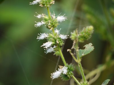 Pogostemon purpurascens, photographed by Dinesh Valke