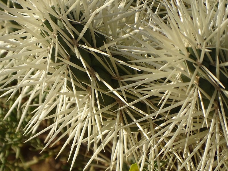 Cylindropuntia pallida, photographed by Shaun Swanepoel