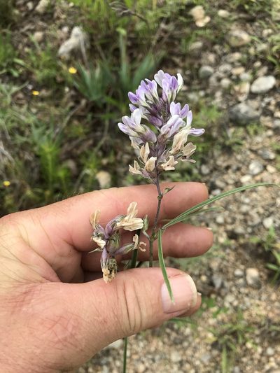 Pediomelum cyphocalyx, photographed by lanechaffin