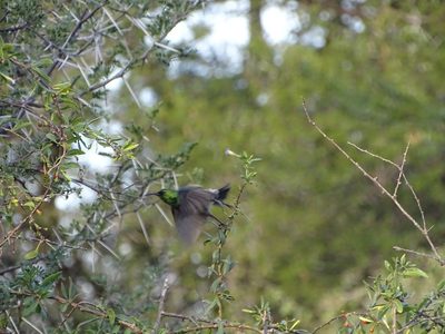 Lycium oxycarpum, photographed by Shaun Swanepoel