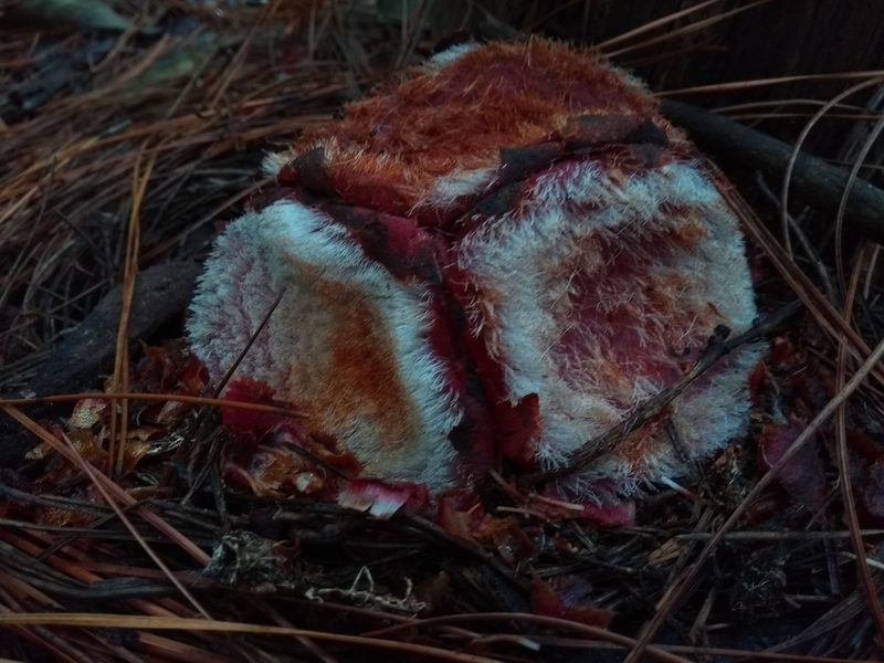 Scybalium fungiforme, photographed by Denis Zabin