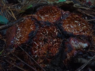 Scybalium fungiforme, photographed by Denis Zabin