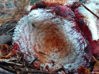 Scybalium fungiforme, photographed by Denis Zabin