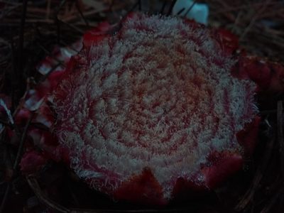 Scybalium fungiforme, photographed by Denis Zabin