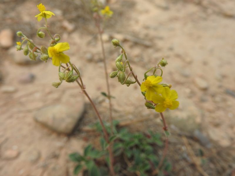 Helianthemum rotundifolium, photographed by Abdenour Kheloufi