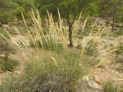 Macrochloa tenacissima, photographed by Abdenour Kheloufi