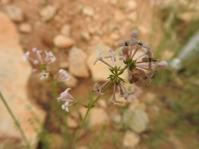 Hexaphylla hirsuta, photographed by Abdenour Kheloufi