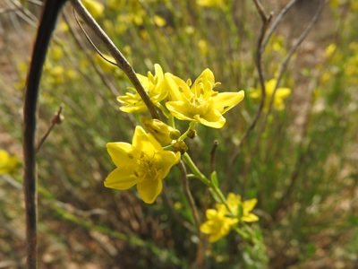 Haplophyllum linifolium, photographed by Abdenour Kheloufi
