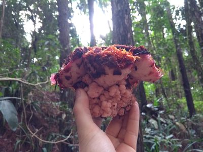 Scybalium fungiforme, photographed by Denis Zabin
