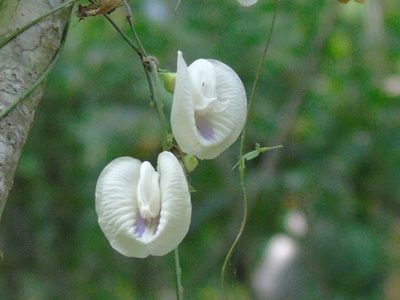 Centrosema sagittatum, photographed by Francisco Farriols Sarabia