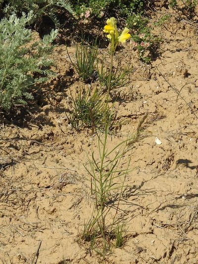Linaria macroura, photographed by Konstantin Grebennikov