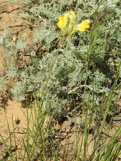 Linaria macroura, photographed by Konstantin Grebennikov