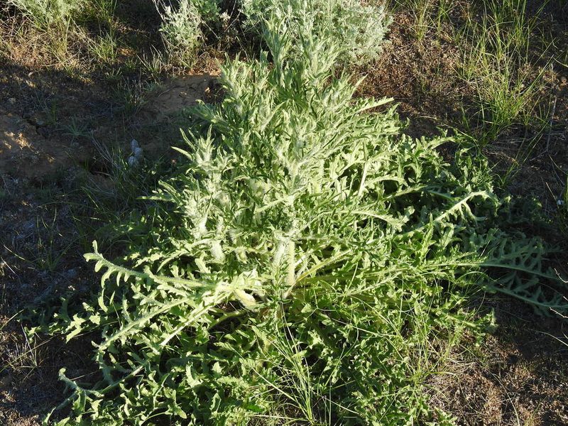 Klasea erucifolia, photographed by Konstantin Grebennikov