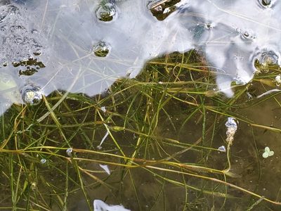 Potamogeton pusillus, photographed by Samuel A Schmid, PhD, PWS