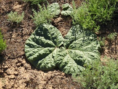 Rheum tataricum, photographed by Konstantin Grebennikov