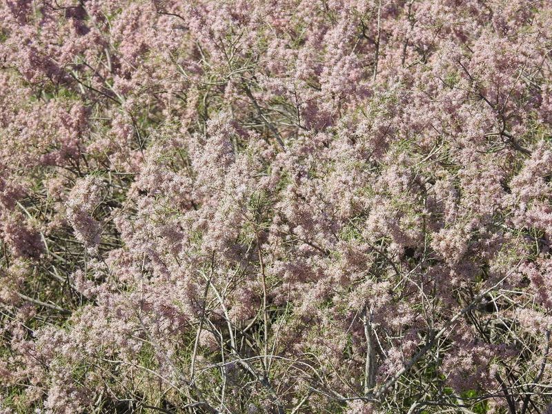 Tamarix laxa, photographed by Konstantin Grebennikov