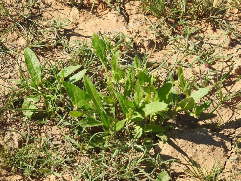 Euclidium syriacum, photographed by Konstantin Grebennikov
