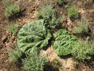 Rheum tataricum, photographed by Konstantin Grebennikov