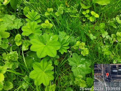 Alchemilla baltica, photographed by Екатерина Гущина