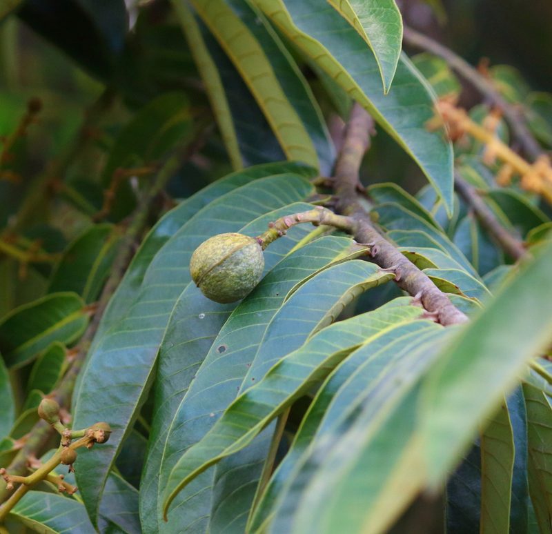 Virola surinamensis, photographed by Feroze Omardeen