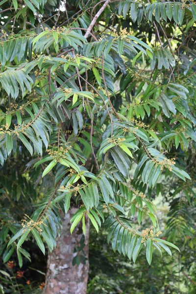 Virola surinamensis, photographed by Feroze Omardeen