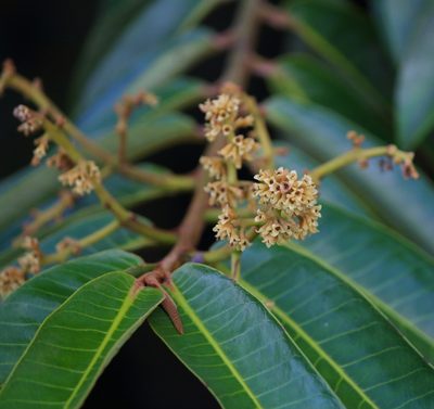 Virola surinamensis, photographed by Feroze Omardeen