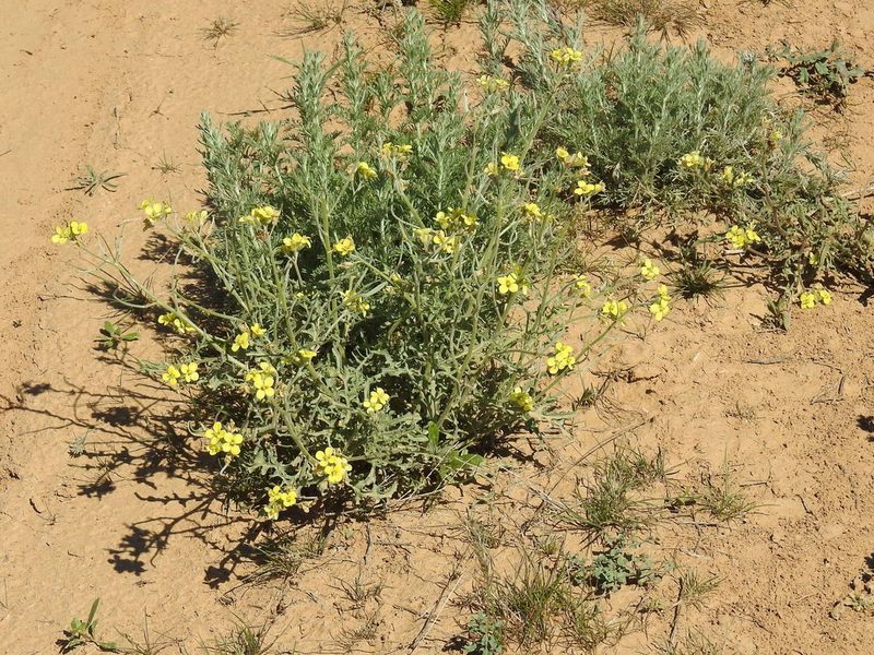 Sterigmostemum caspicum, photographed by Konstantin Grebennikov