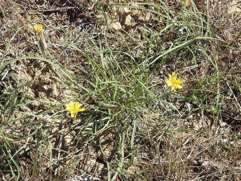 Takhtajaniantha pusilla, photographed by Konstantin Grebennikov