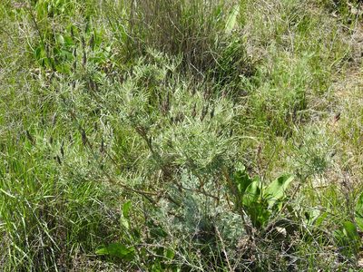 Astragalus brachylobus, photographed by Konstantin Grebennikov