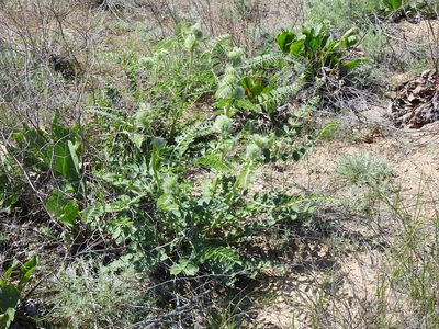 Astragalus vulpinus, photographed by Konstantin Grebennikov
