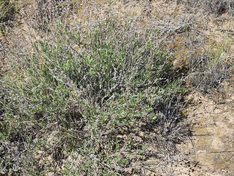 Limonium suffruticosum, photographed by Konstantin Grebennikov