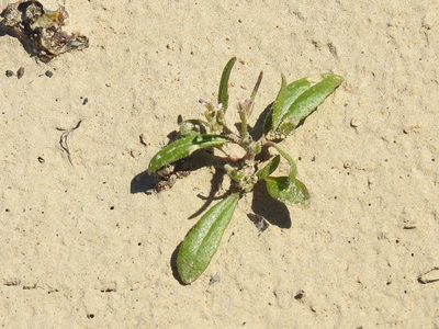 Strigosella africana, photographed by Konstantin Grebennikov