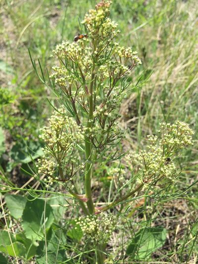 Trinia multicaulis, photographed by Елена Патерикина
