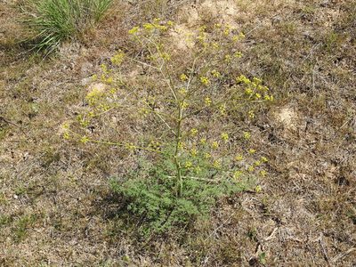 Ferula caspica, photographed by Konstantin Grebennikov