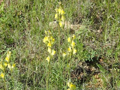 Linaria macroura, photographed by Konstantin Grebennikov
