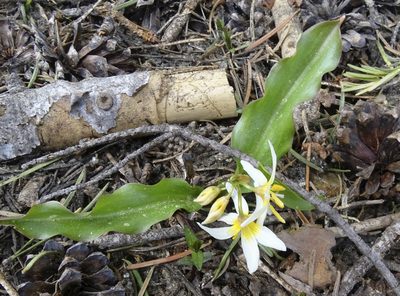 Erythronium purpurascens, photographed by Nancy Overholtz