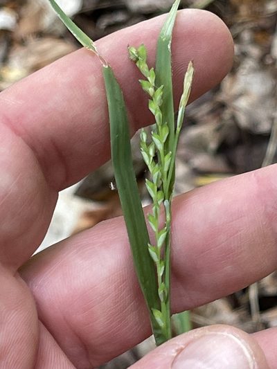 Carex laxiflora, photographed by Summit Metro Parks