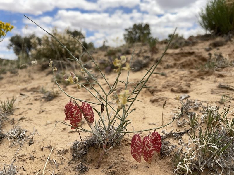 Astragalus ceramicus, photographed by Robbie Hannawacker