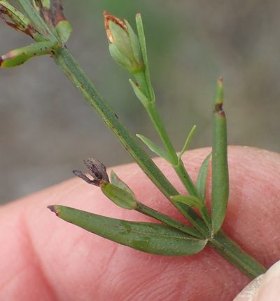 Hypericum lalandii, photographed by Nicola van Berkel