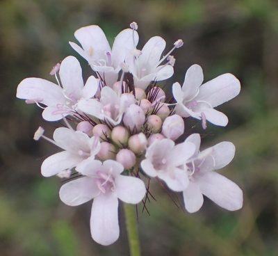Scabiosa tysonii, photographed by Nicola van Berkel
