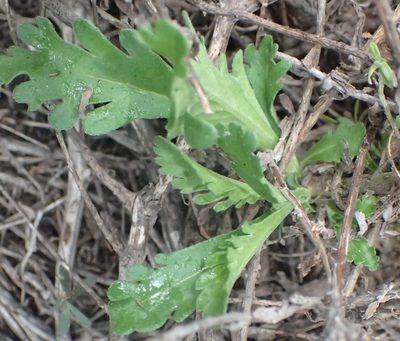 Scabiosa tysonii, photographed by Nicola van Berkel