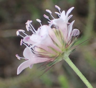 Scabiosa tysonii, photographed by Nicola van Berkel