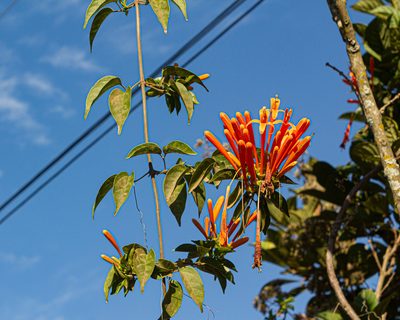 Pyrostegia venusta, photographed by Denis Zabin