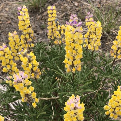 Lupinus arbustus, photographed by Clifton Ladd, C.W.B.
