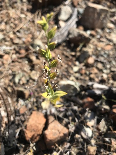 Streptanthus hesperidis, photographed by Andrea Loya Castillo
