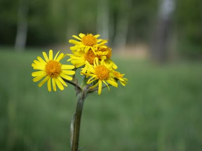 Tephroseris helenitis, photographed by Wolfgang Jauch