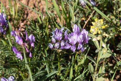Astragalus agrestis, photographed by Bob Walker