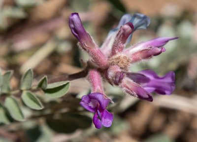Astragalus shortianus, photographed by Bob Walker