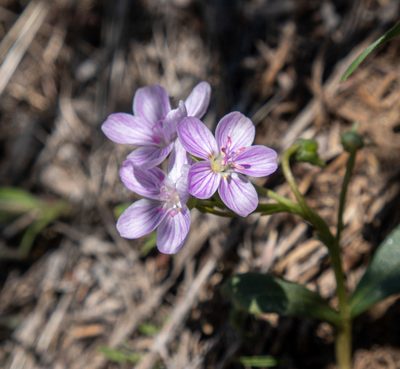 Claytonia rosea, photographed by Bob Walker